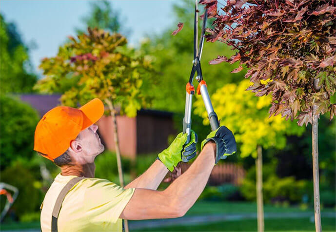 Tree Service | SA Tree Recyclers | Your Local Tree Removal Adelaide Company