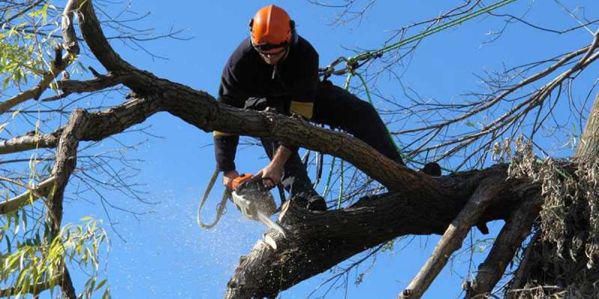 How Much Does Tree Removal Adelaide Cost?