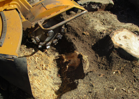 Stump Removal Adelaide | Tree Removal Services in Adelaide