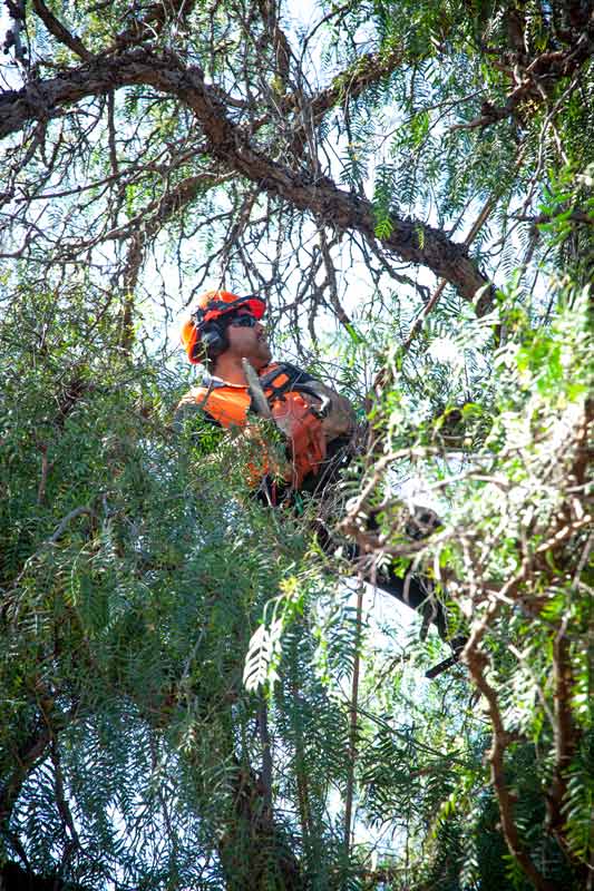 Tree Removal Service Payneham, Stump Removal Service in Payneham – CTL Services