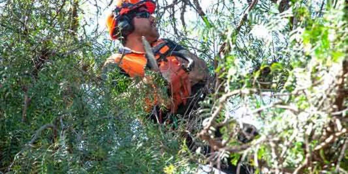 Tree Removal Payneham