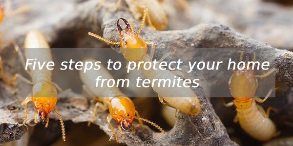 Five steps to protect your home from termites