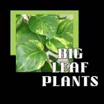 Big Leaf Plants