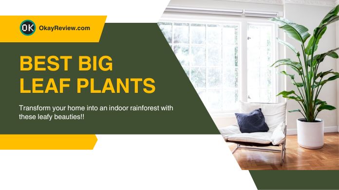 Big Leaf Plants: 10 Non-Toxic Indoor Plants With Large Leaf