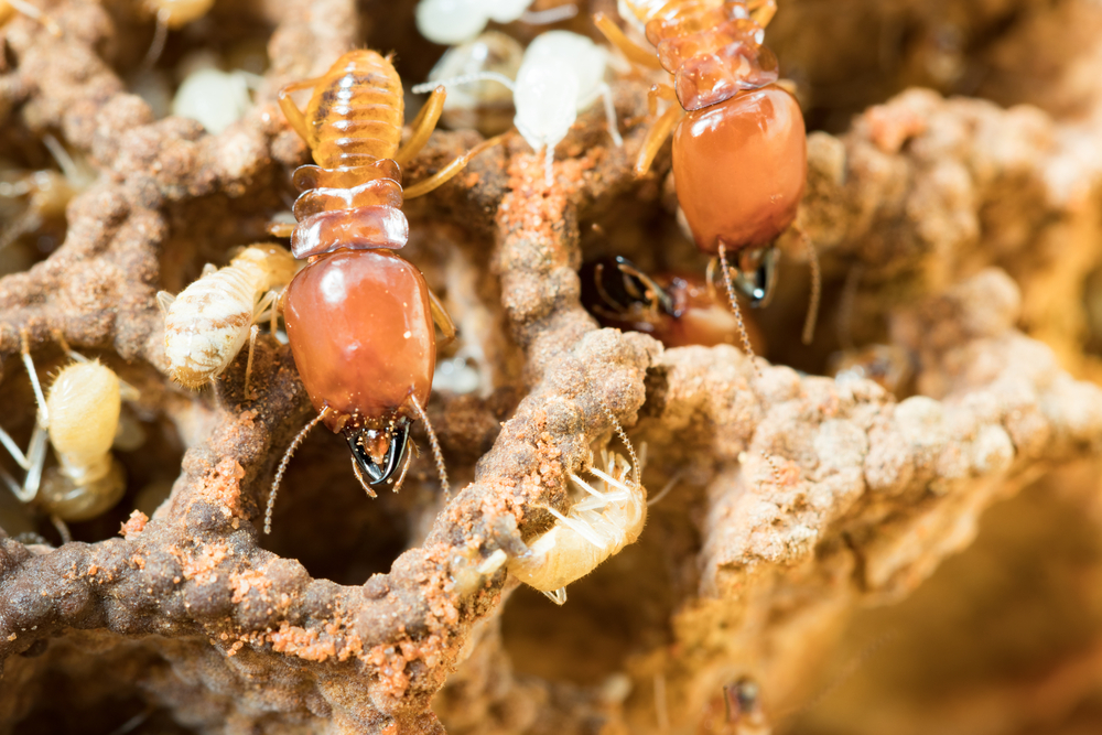 How Much Does Termite Treatment Cost In Adelaide?