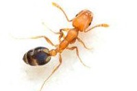 Ant Pest Control Clyde North, Ant Removal Clyde North, Ant Killer