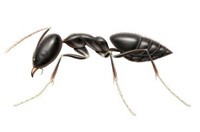 Ant Pest Control Clyde, Ant Removal Clyde, Pest Control Near Me