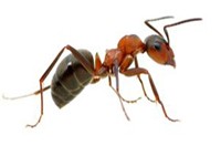 Ant Pest Control Berwick, Ant Removal Berwick, Pest Control Near me