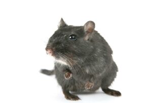 Rat Removal Mitcham, Rat & Rodent Control Mitcham