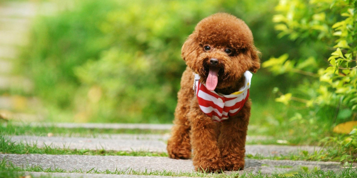 Exploring the Charm of Poodle Puppies for Sale in Chennai