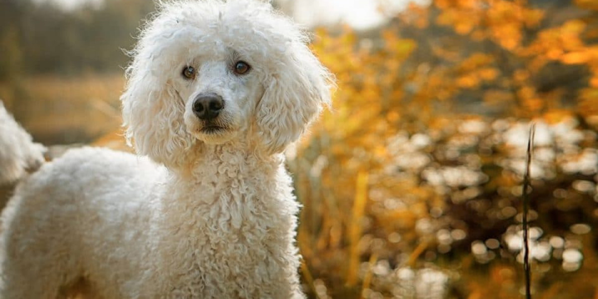 Discover the Charm of Poodle Puppies for Sale in Mumbai: Unveiling the Best Deals