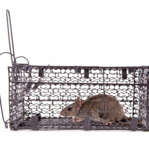 Rat Removal Ringwood, Rat & Rodent Control Ringwood