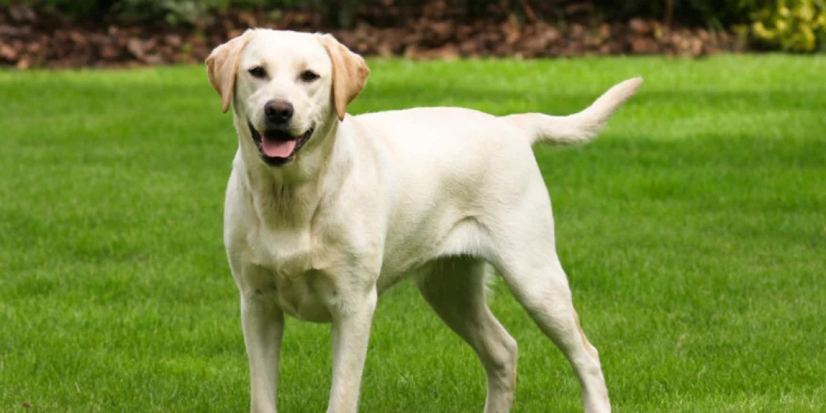 Finding the Perfect Labrador Retriever Companion: Puppies for Sale in Gurgaon