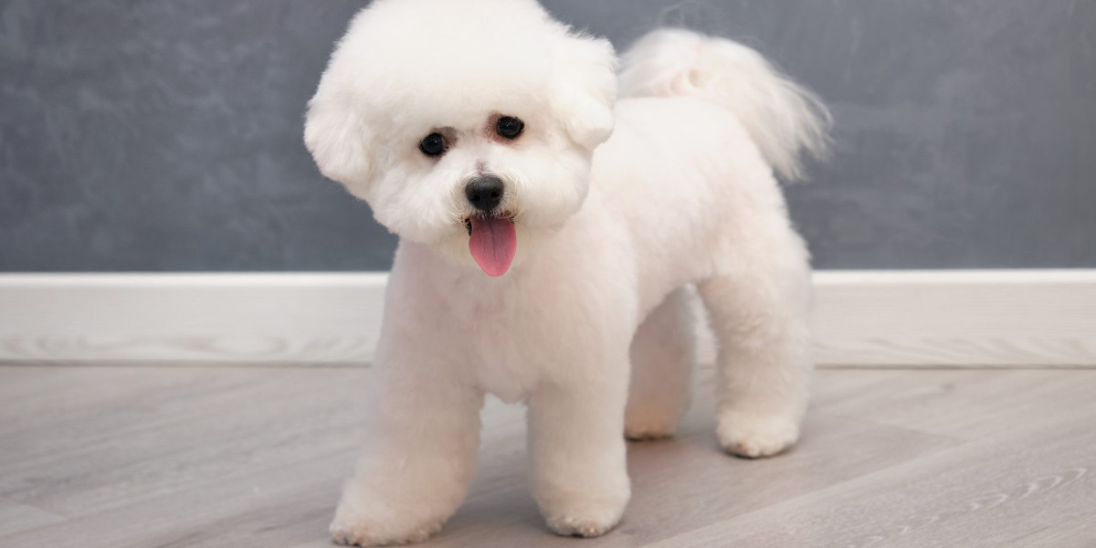 Bichon Frise Puppies for Sale in Mumbai: A Delightful Addition to Your Home