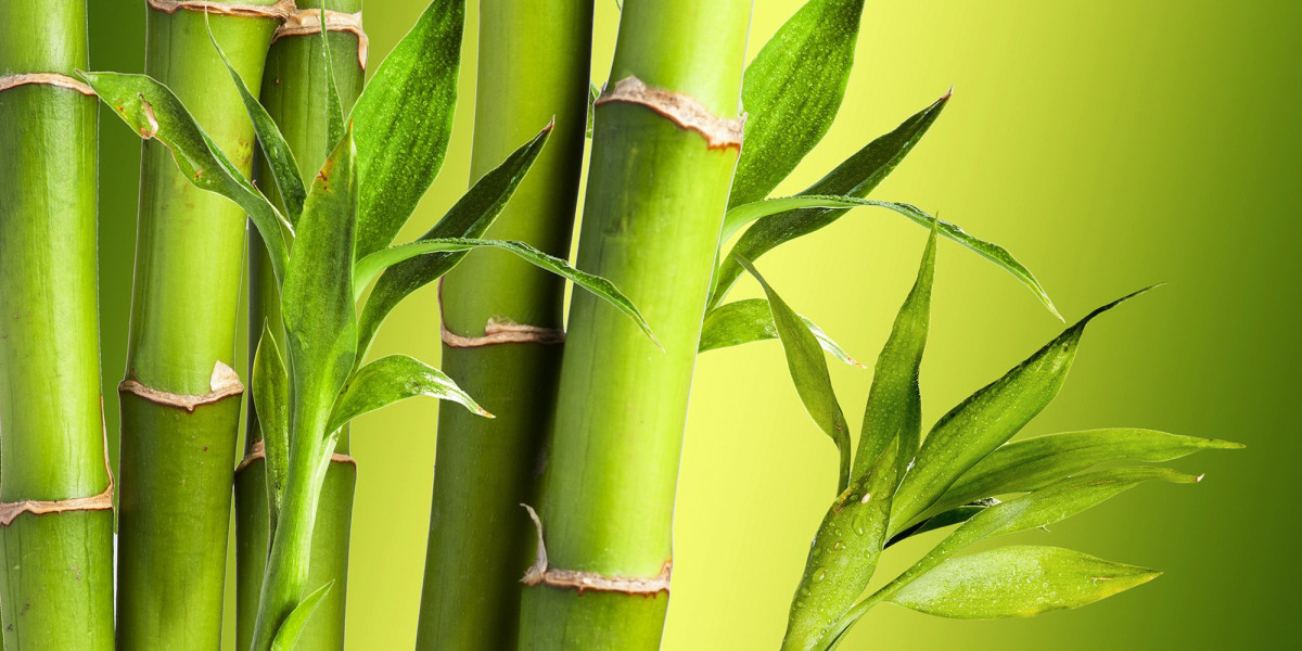 Bamboo Market Trends and Growth Forecast by 2031
