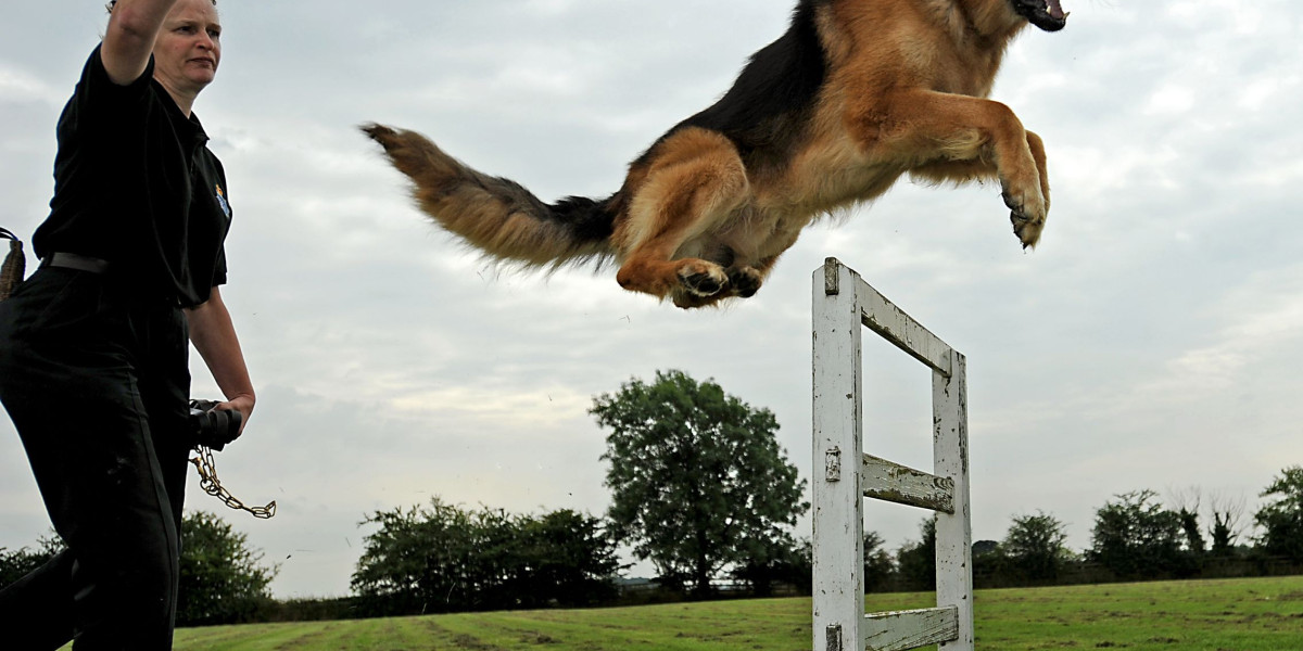 The Essential Guide to Dog Training
