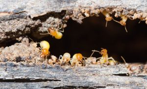 Termite Treatment Greensborough, Pest Control Greensborough