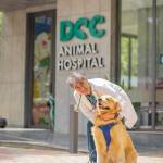 DCC Animal Hospital