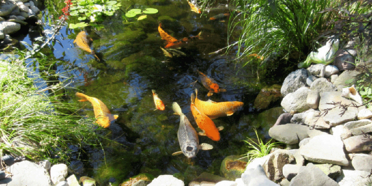 Use Beneficial Bacteria in Filter Pond Weekly