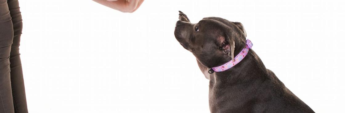 Eazy Dog Training Cover Image