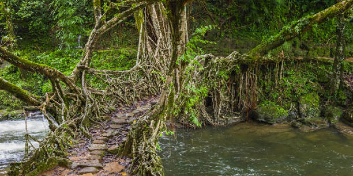 Explore the Living Root Bridges of Meghalaya