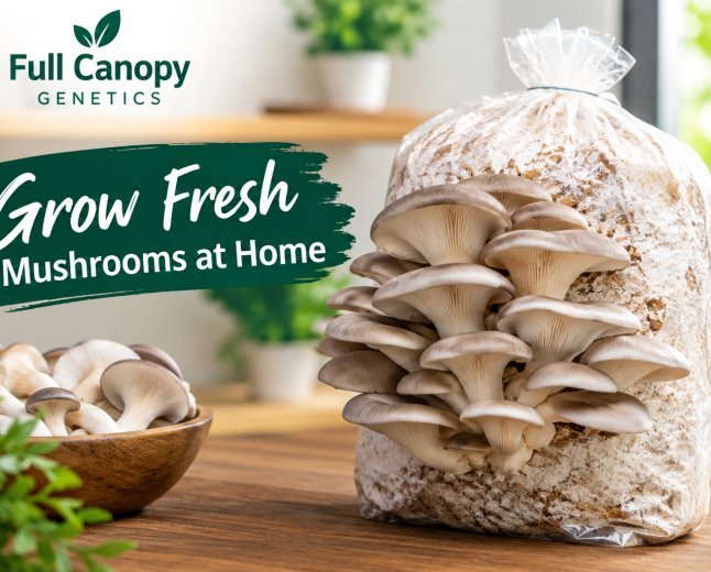 How Ready to Grow Mushroom Blocks Simplify Gourmet Mushroom Cultivation